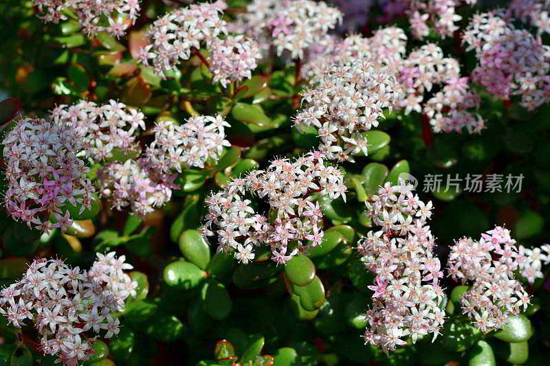 龙葵/玉花/钱花